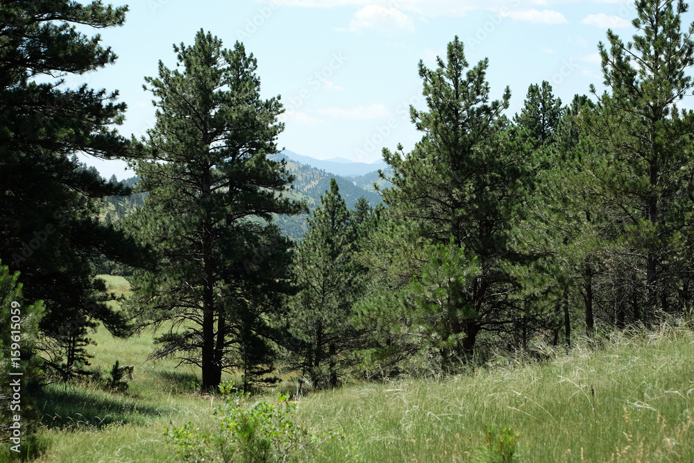 Fototapeta premium Evergreens and boulders in the Rocky Mountains