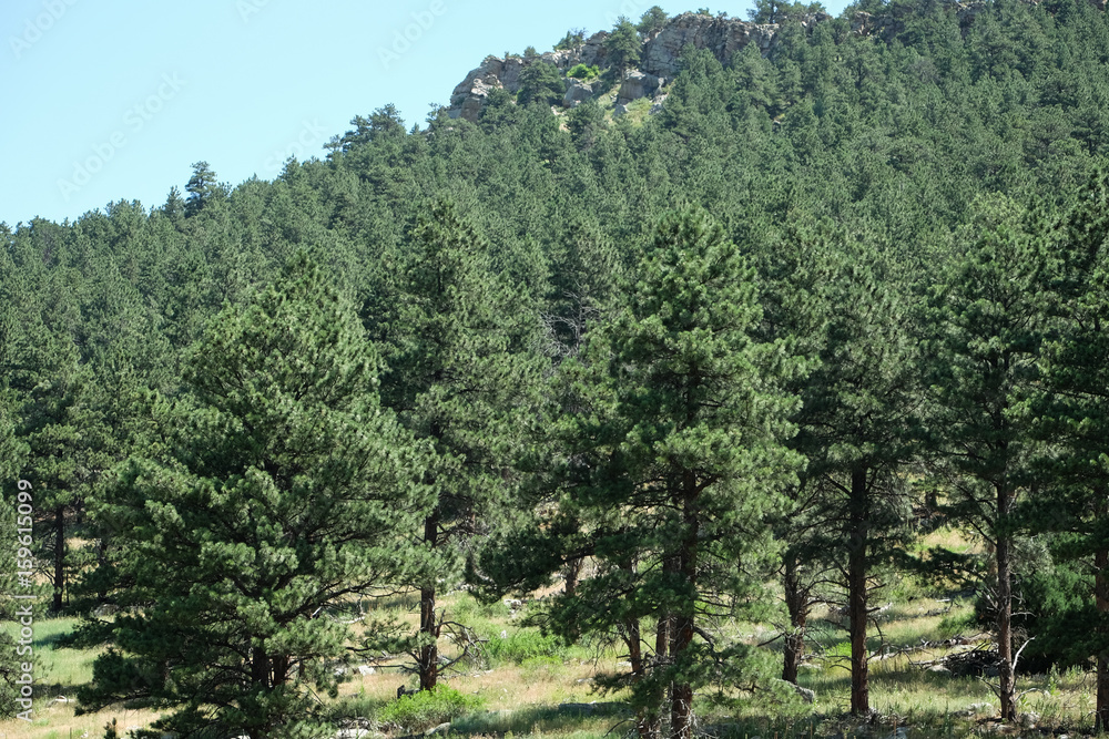 Fototapeta premium Evergreens and boulders in the Rocky Mountains