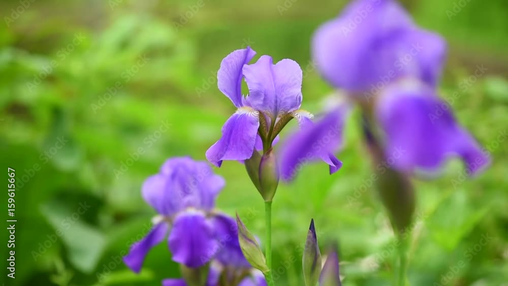 Iris flower, spring flowers Iris flower, spring flowers