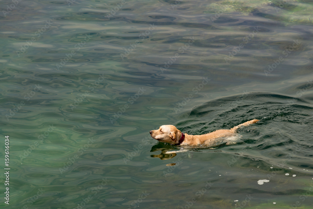 Obraz premium Labrador Retriever dog playing in clear aqua blue green water
