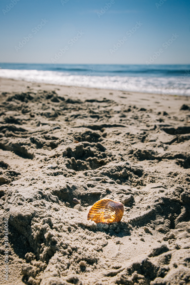 Obraz premium Single highlighted shell on a well walked shoreline by the ocean