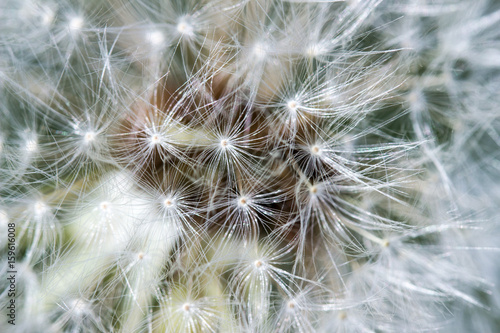 Dandelion macro