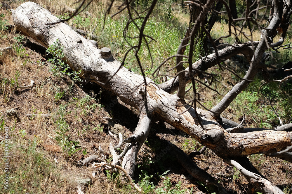 Fallen Trees in the Woods