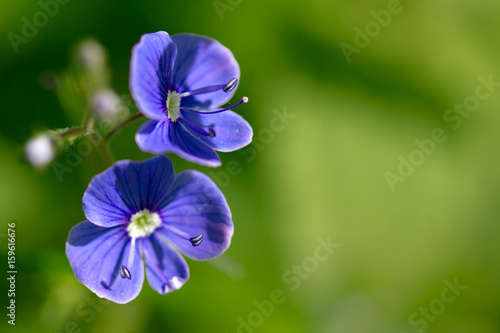 Small blue flower. Veronica chamaedrys