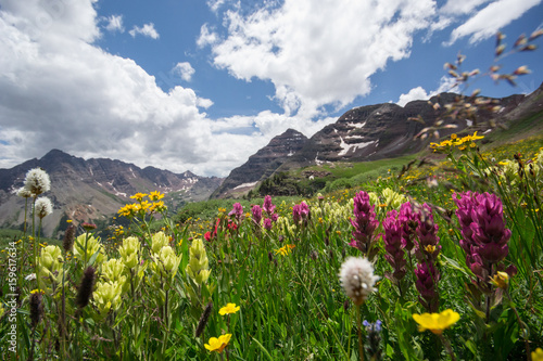 Aspen Snowmass Wildflowers
