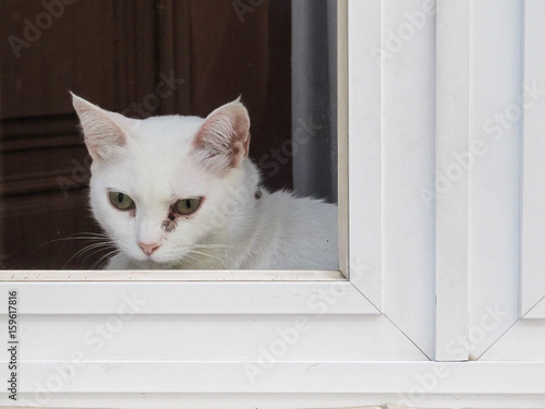 White cat on the window © Helissa