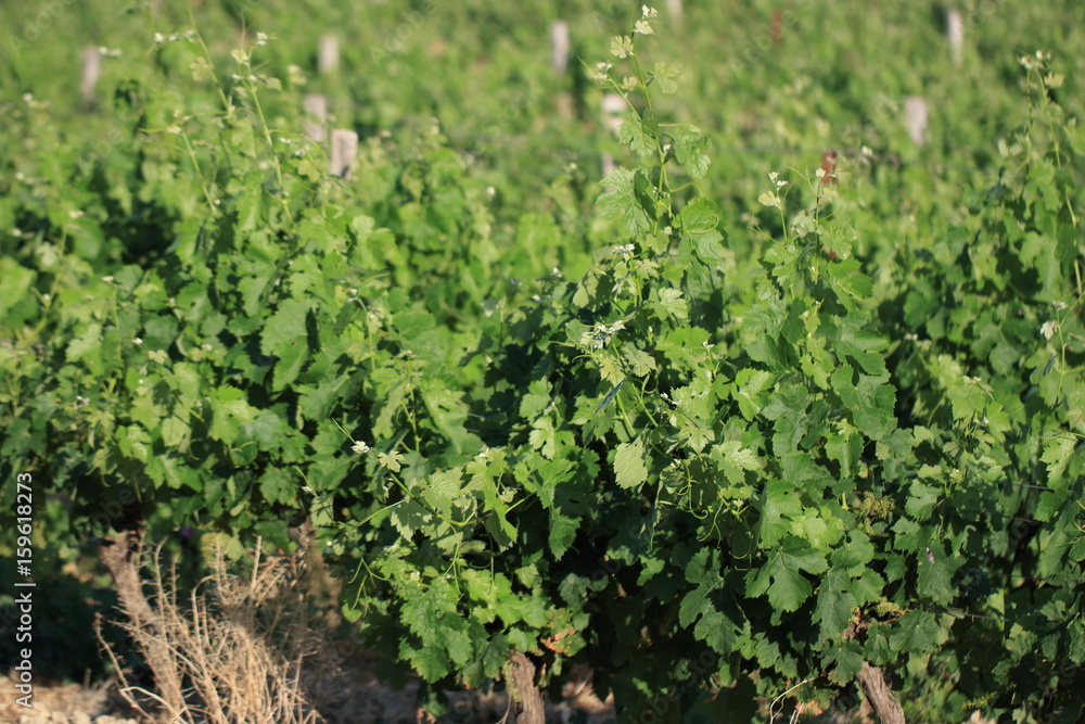 Feuilles de vigne dans les Corbières, Occitanie dans le sud de la France