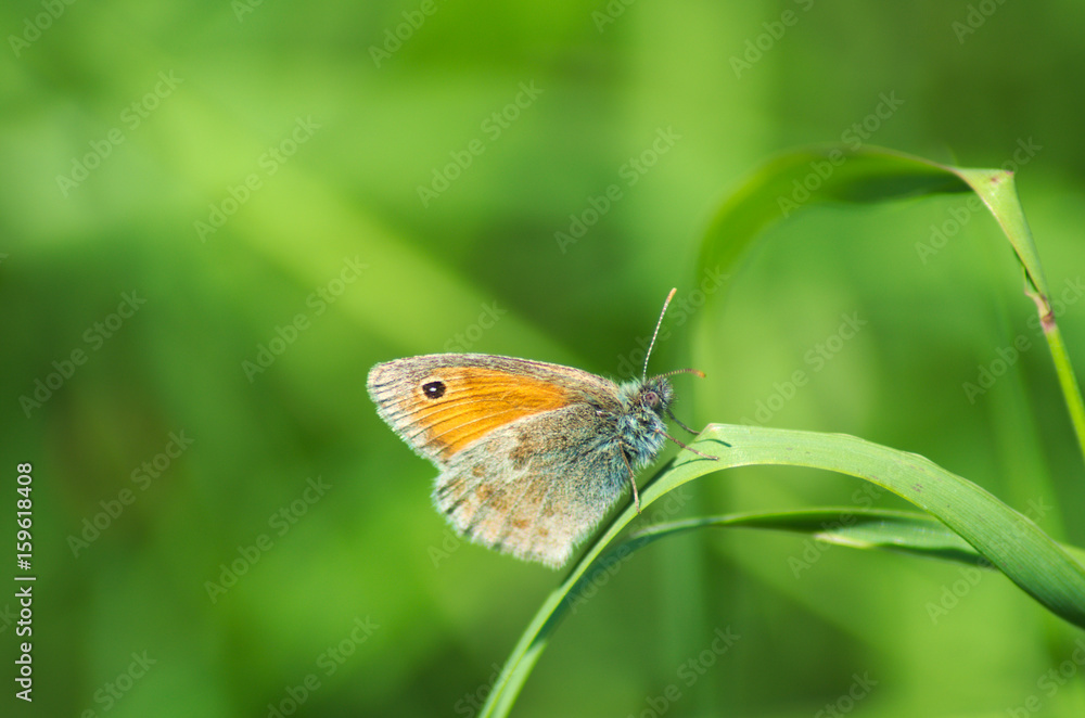 Butterfly on leaf Butterfly on leaf