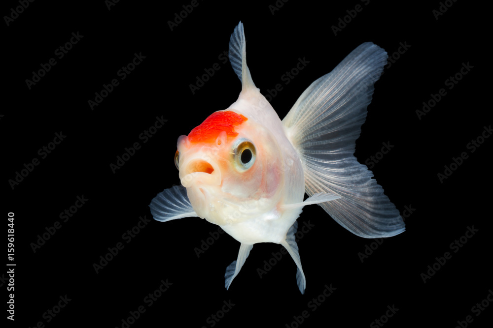 goldfish goldfish
