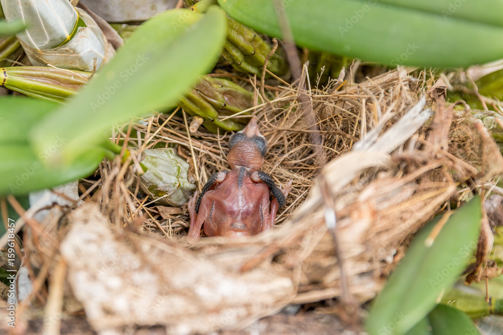 baby bird in nest.