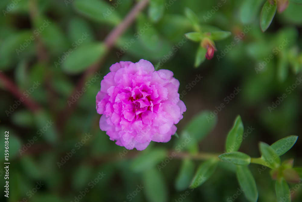 beautiful of portulaca oleracea flower beautiful of portulaca oleracea flower