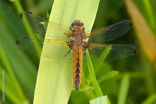 Scarce Chaser dragonfly, Libellula fulva, on a reed leaf. photo