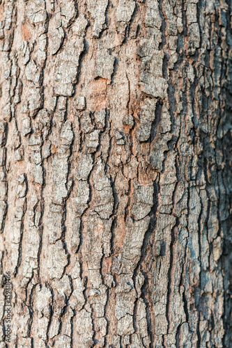 Close up tree bark texture