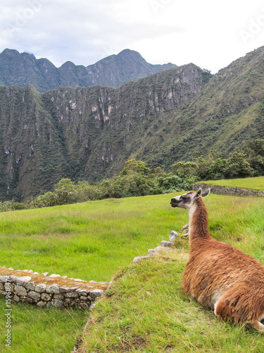 Relaxing llama in Machu Picchu © Helissa