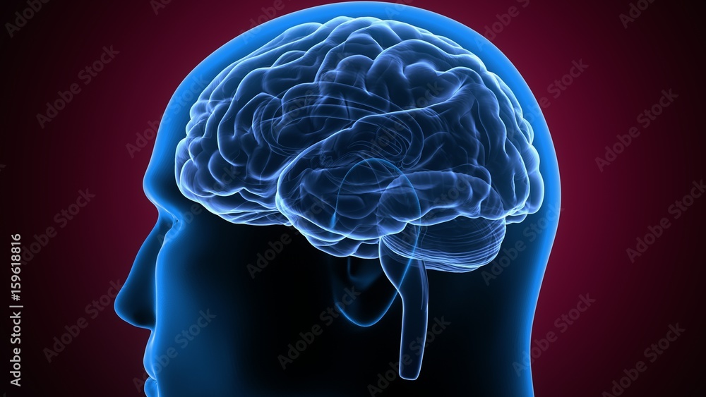 3d illustration human body brain of a human body part
3d illustration human body brain of a human body part
