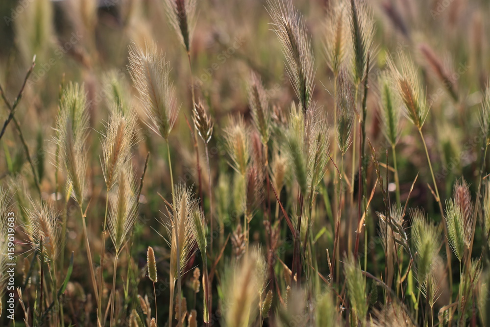 Fototapeta premium Fond de orge de rat