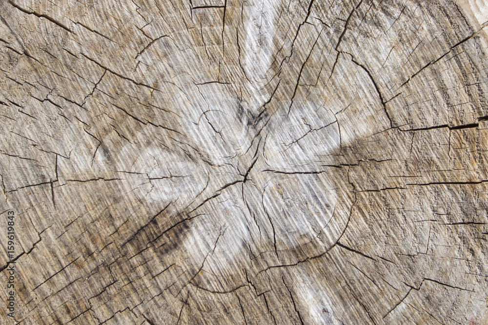 Fototapeta premium old tree stump texture background