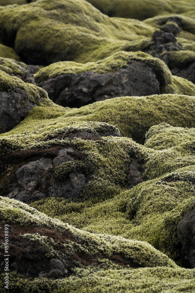 Green moss covered laval flow from Iceland. Green moss covered laval flow from Iceland.
