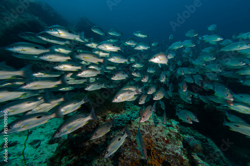 Russell s snapper  Lutjanus russellii  fish