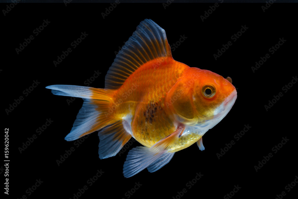 goldfish isolated on black background. goldfish isolated on black background.