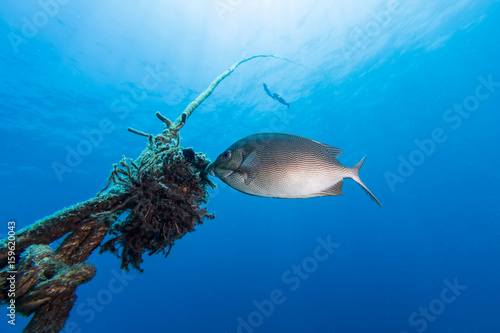 Java rabbitfish (Siganus javus) fish