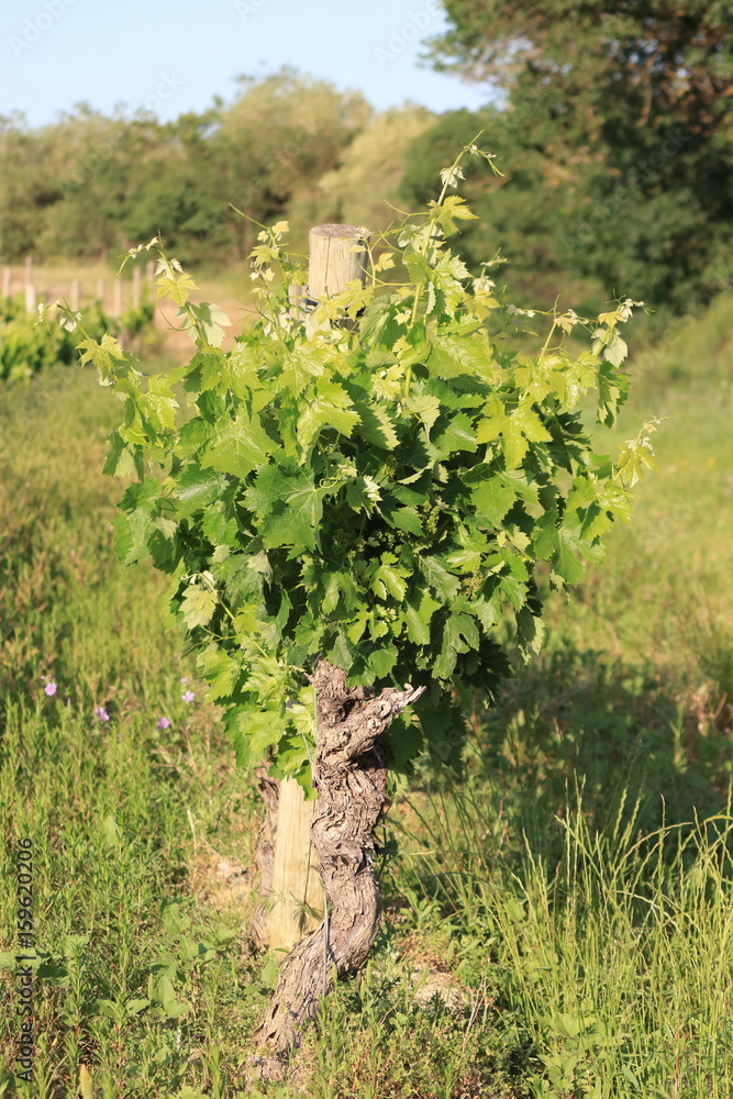 Feuilles de vigne dans les Corbières, Occitanie dans le sud de la France