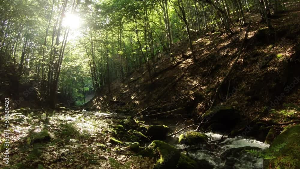 View on Stream in Spring Forest Sun Shines Through Trees View on Stream in Spring Forest Sun Shines Through Trees
