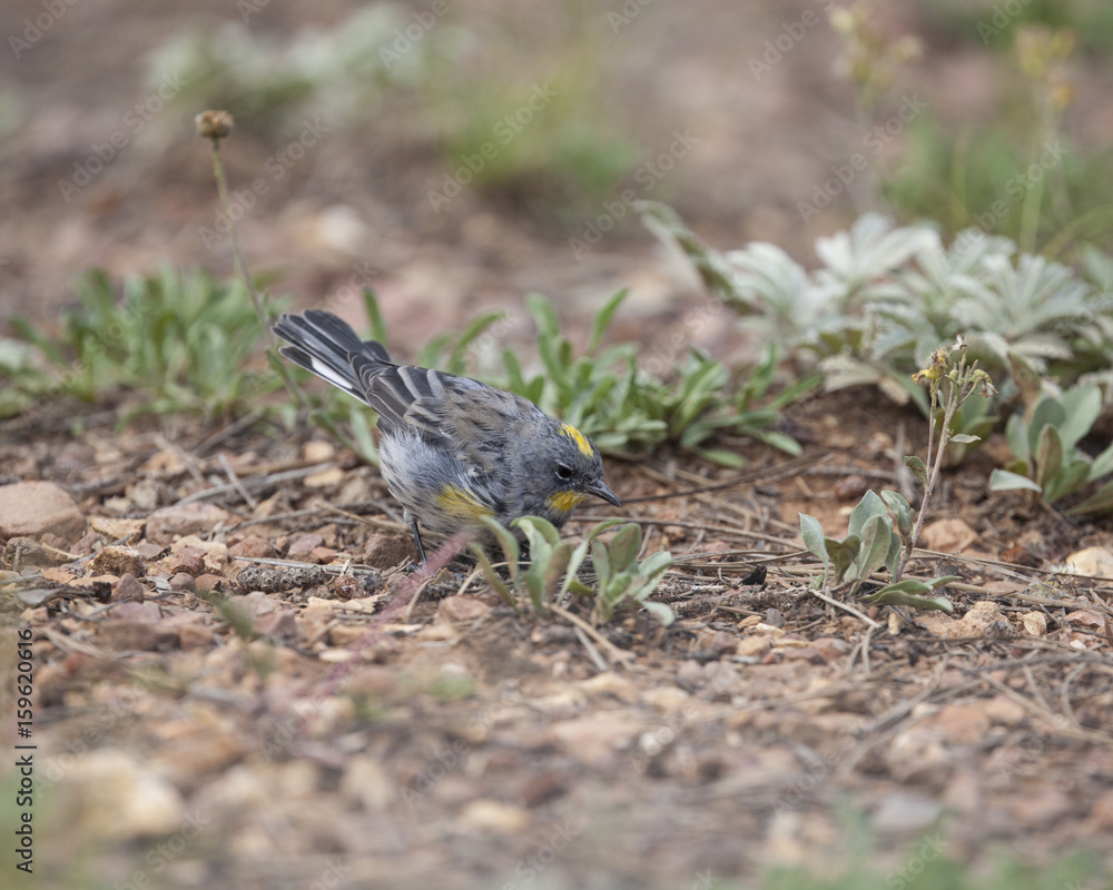 Audubon’s Yellow-rumped Warbler bird in a natural landscape Audubon’s Yellow-rumped Warbler bird in a natural landscape