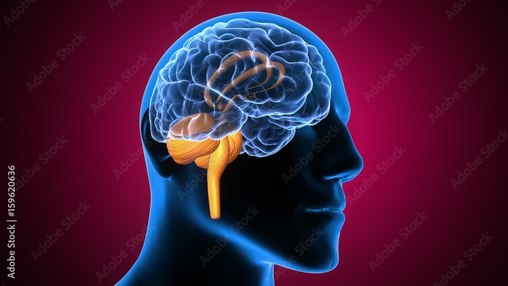 Obraz premium 3d illustration of human body brain anatomy