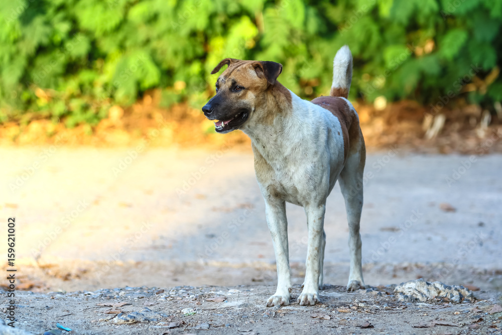 Handsome young dog waiting for his boss to go back home in evening day. Handsome young dog waiting for his boss to go back home in evening day.