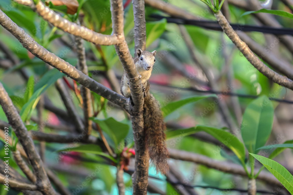 cute small squirrel on the tree in a garden with the morning light.