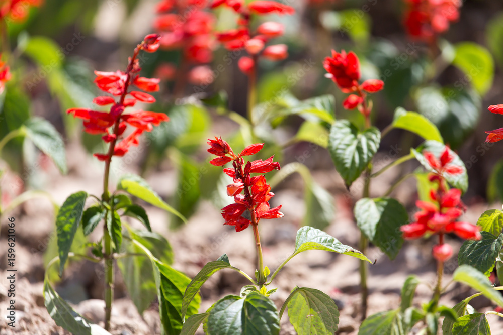 Little red flowers on the ground in nature Little red flowers on the ground in nature