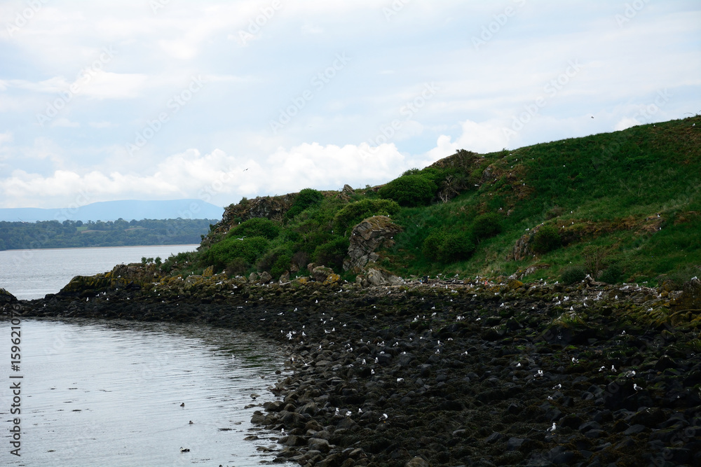 Fototapeta premium Gulls, Inchcolm Island, Scotland