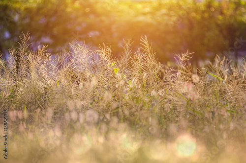 Beautiful morning light in the meadow with a bokeh in a foreground.