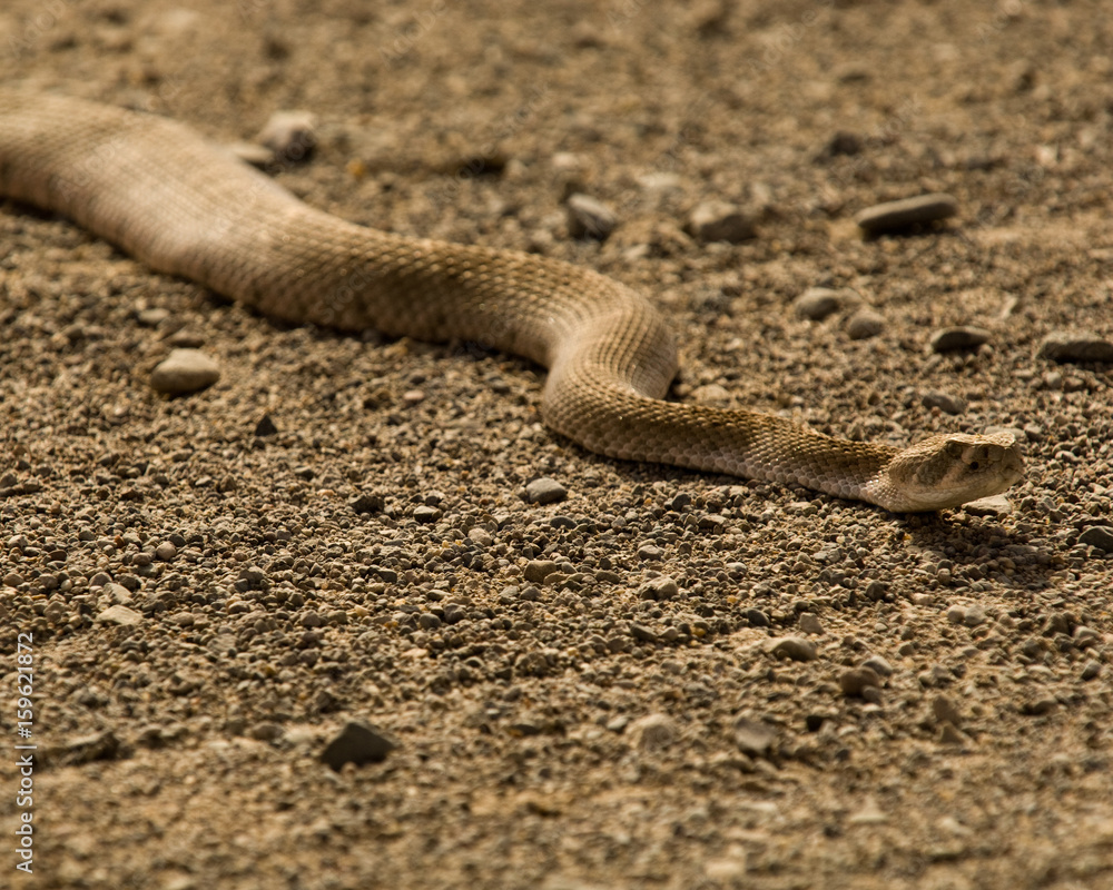 Western Diamondback Rattlesnake Western Diamondback Rattlesnake
