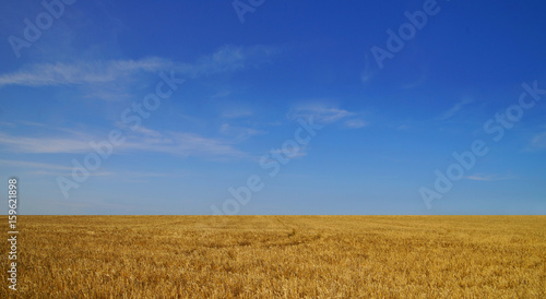 Scenic view of a wheat field on the sunny day.