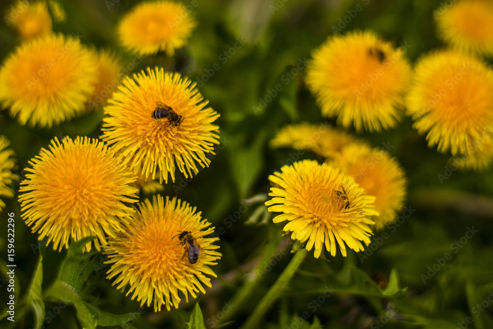 flowers and bees 2 flowers and bees 2