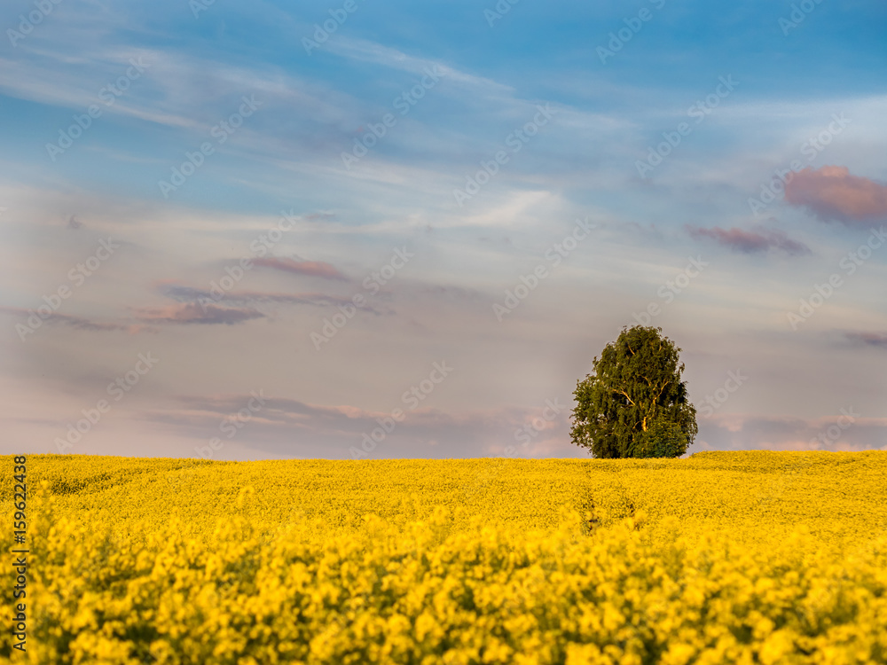 A rapeseed field in spring with tree in background