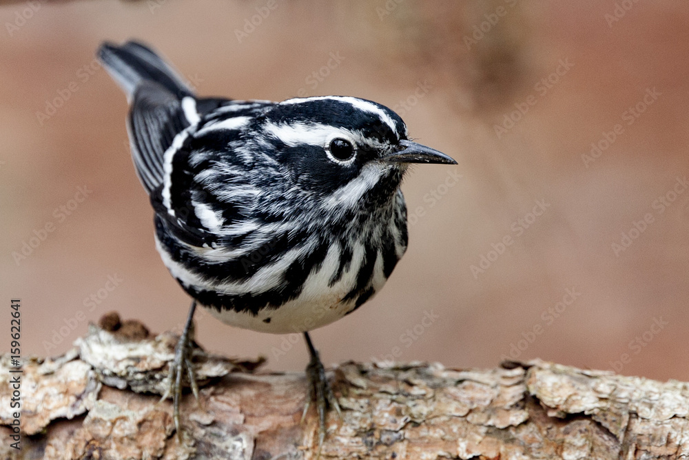 Obraz premium Black and White Warbler bird in a natural landscape