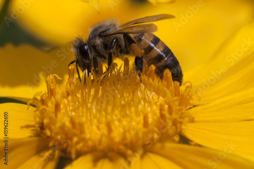 Bee in bloom