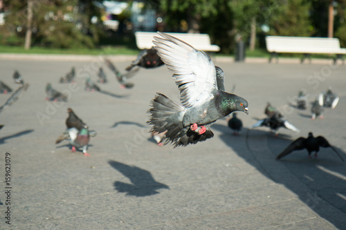 A flock of pigeons flies in the park amidst a bright sun and a fountain in clear weather