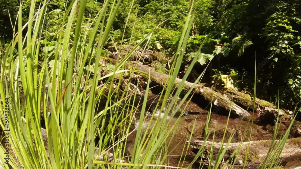 Wind Swaies Spring Herbs in Front of Camera Behind Forest Stream Wind Swaies Spring Herbs in Front of Camera Behind Forest Stream