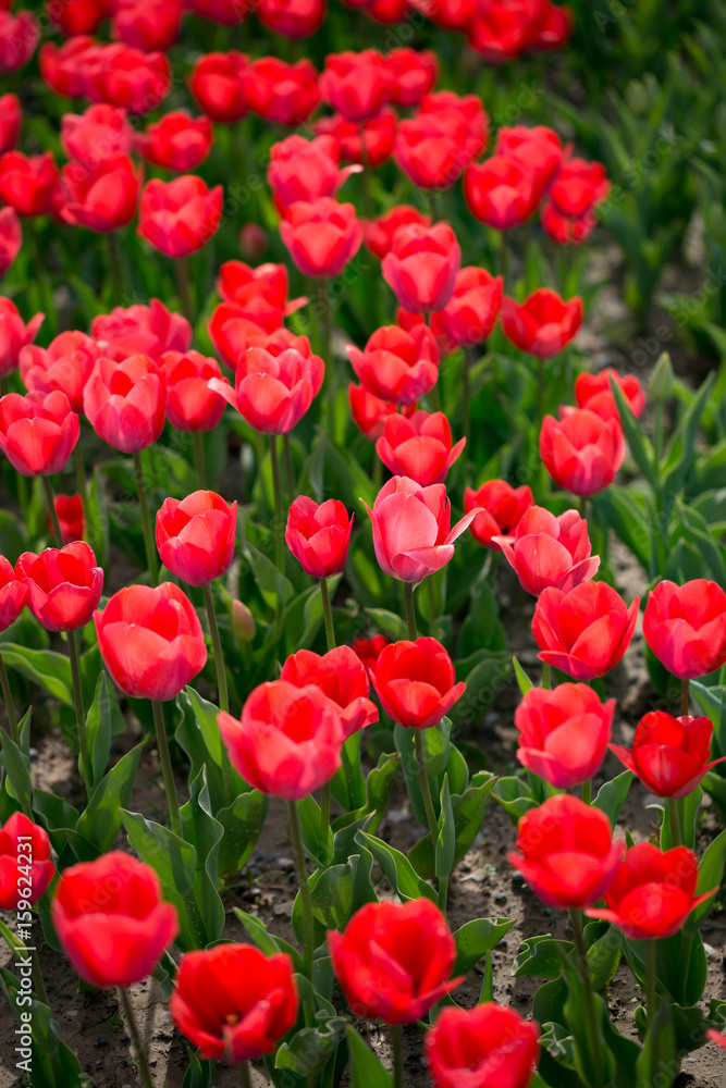 Beautiful red tulips in nature Beautiful red tulips in nature
