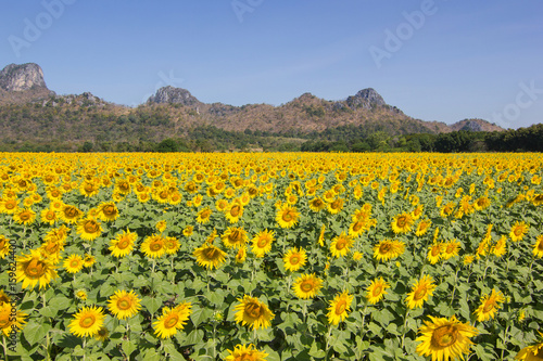 Closeup Sunflower, Sunflower facing the sun. Bright yellow sunflower Lopburi , Thailand © piyaphunjun