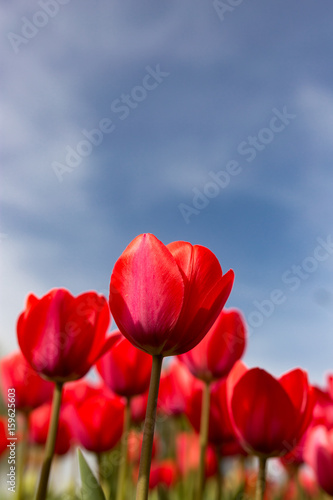 Red tulips against the blue sky in the nature © schankz