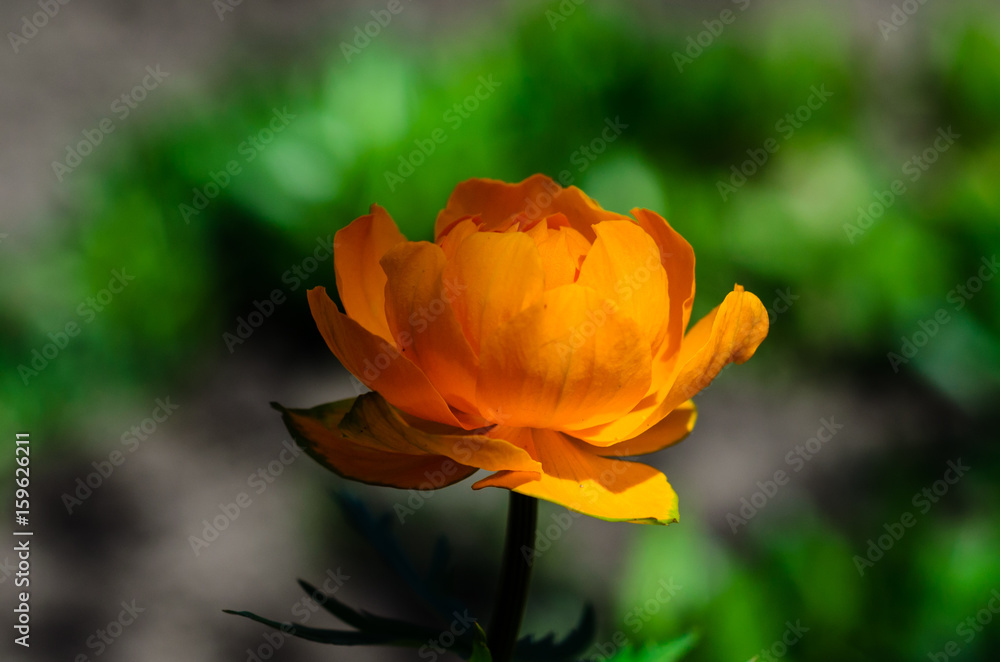 Yellow globe-flower in forest Yellow globe-flower in forest