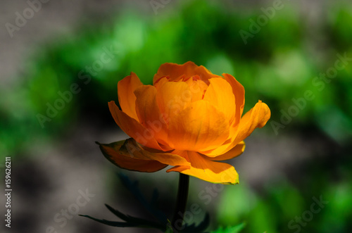 Yellow globe-flower in forest