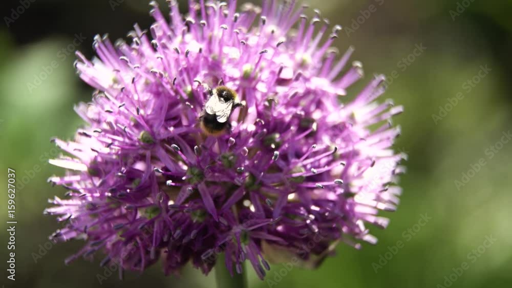 Bee on purple flower. Bee collects nectar from a flower in sunny summer day,macro. Honeybee on Flower. 4K video Bee on purple flower. Bee collects nectar from a flower in sunny summer day,macro. Honeybee on Flower. 4K video