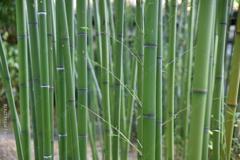 Bambous verts au jardin au printemps Bambous verts au jardin au printemps