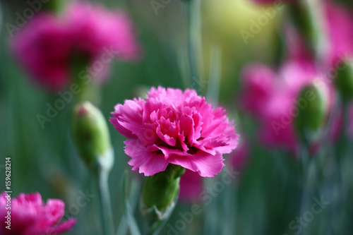 Carnation. Darkly pink bud of a blossoming carnation. Around dim contours of flowers  leaves and not opened buds.